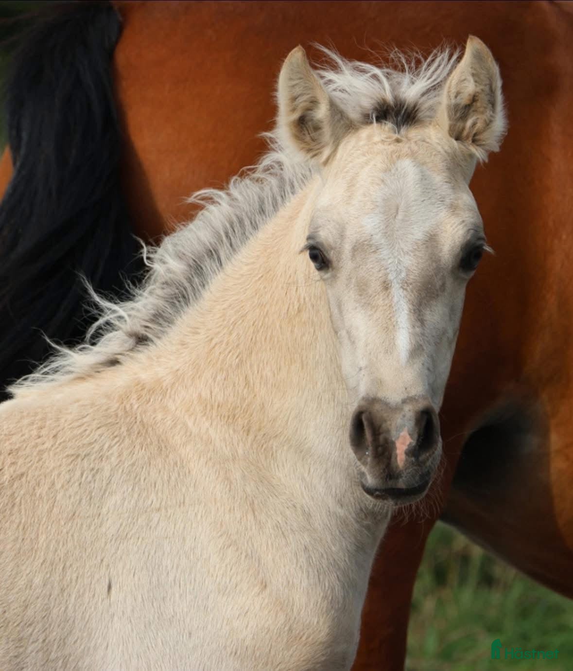  hästar Buckskin Welsh Cob sec D - Annons 6