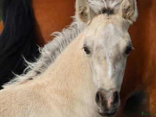 hästar Buckskin Welsh Cob sec D - Annons 15