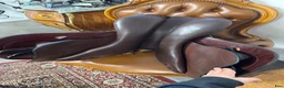 Sadlar hästutrustning till salu: Equiline dynamic - Annons 2