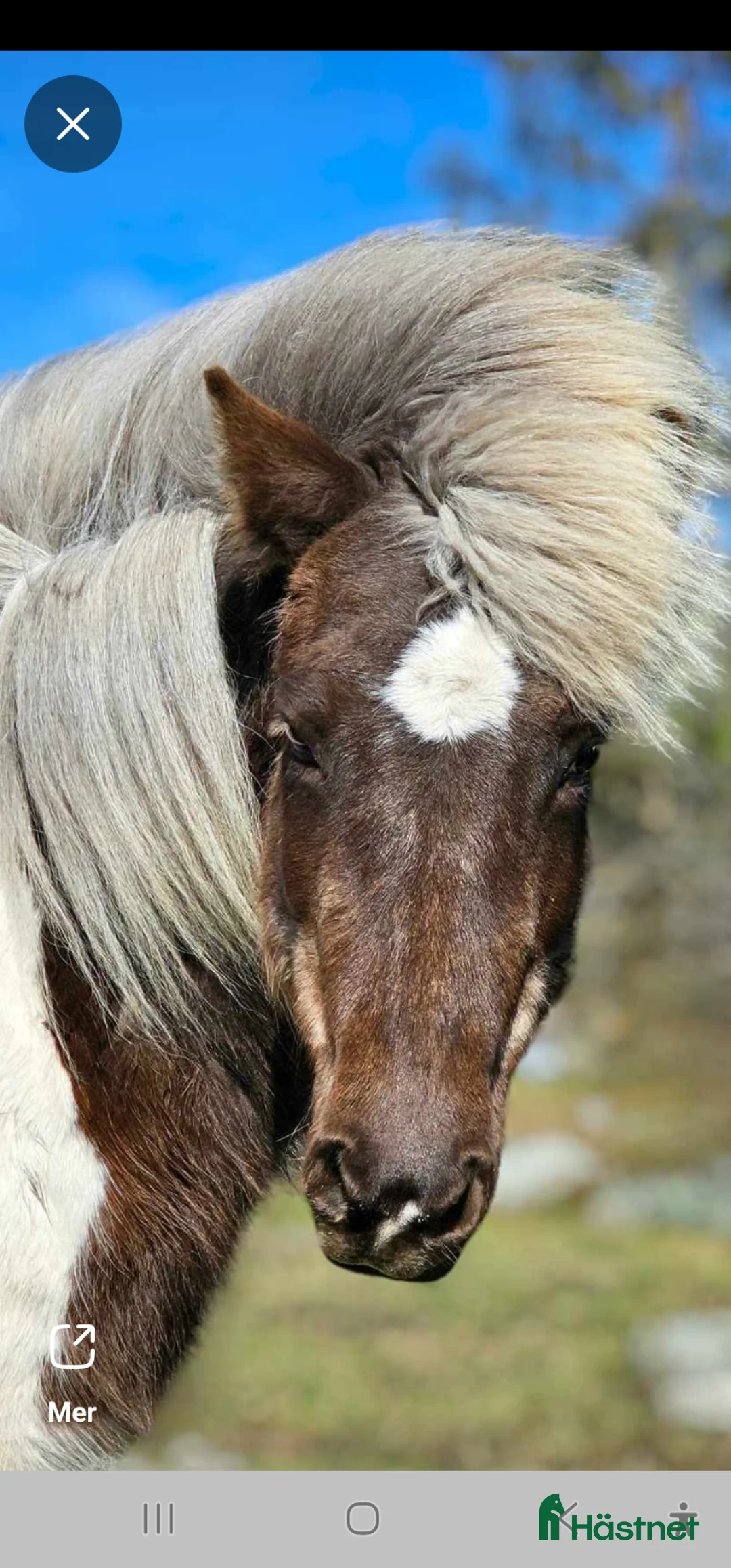 Island hästar till salu: Mysig 5gångsto i Ankarsrum - Annons 2