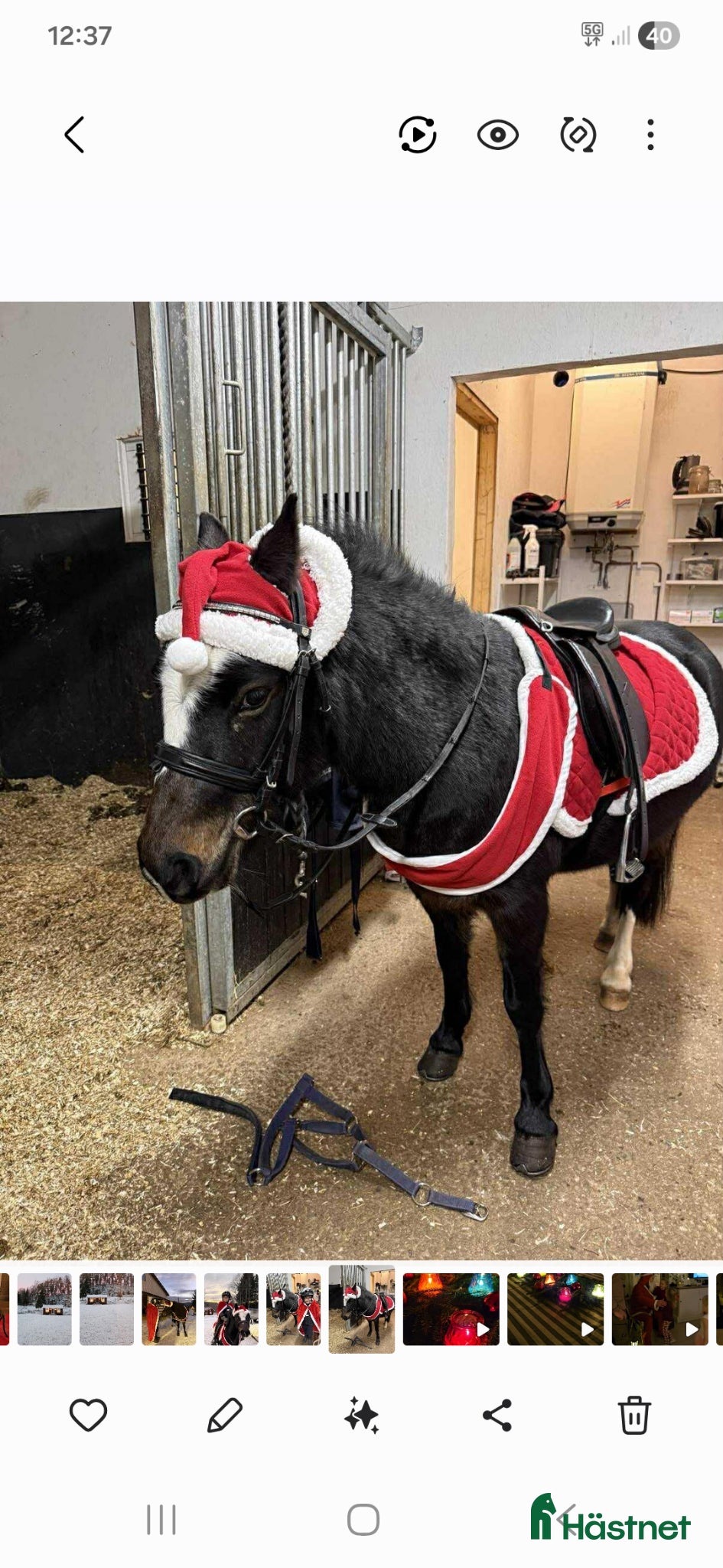  hästar Welsch ponny 4 år  - Annons 12