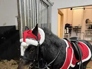 hästar Welsch ponny 4 år - Annons 12