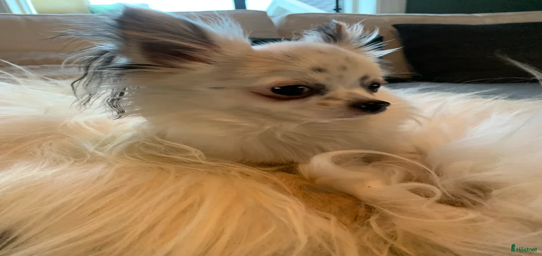 Galleribild {{count}}