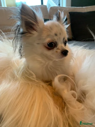 Galleribild {{count}}