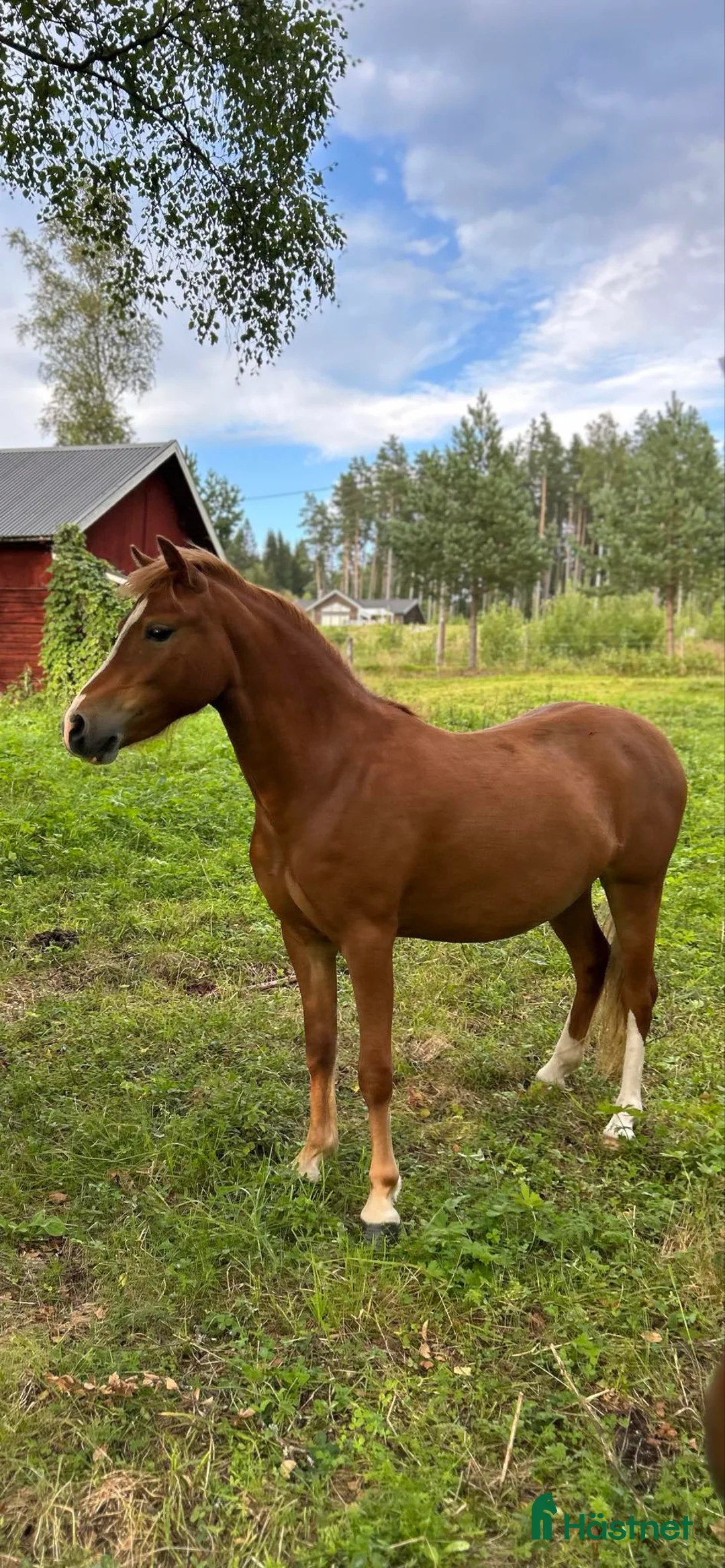 Allround hästar till salu: Sockersött Welsh Mountain sto  - Annons 3