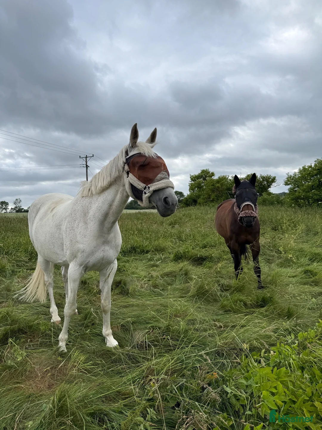  stallplats finnes: Stallplats - Annons 5