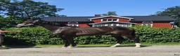 Dressyr hästar till salu: Trygg 1åring med stort hjärta  - Annons 1