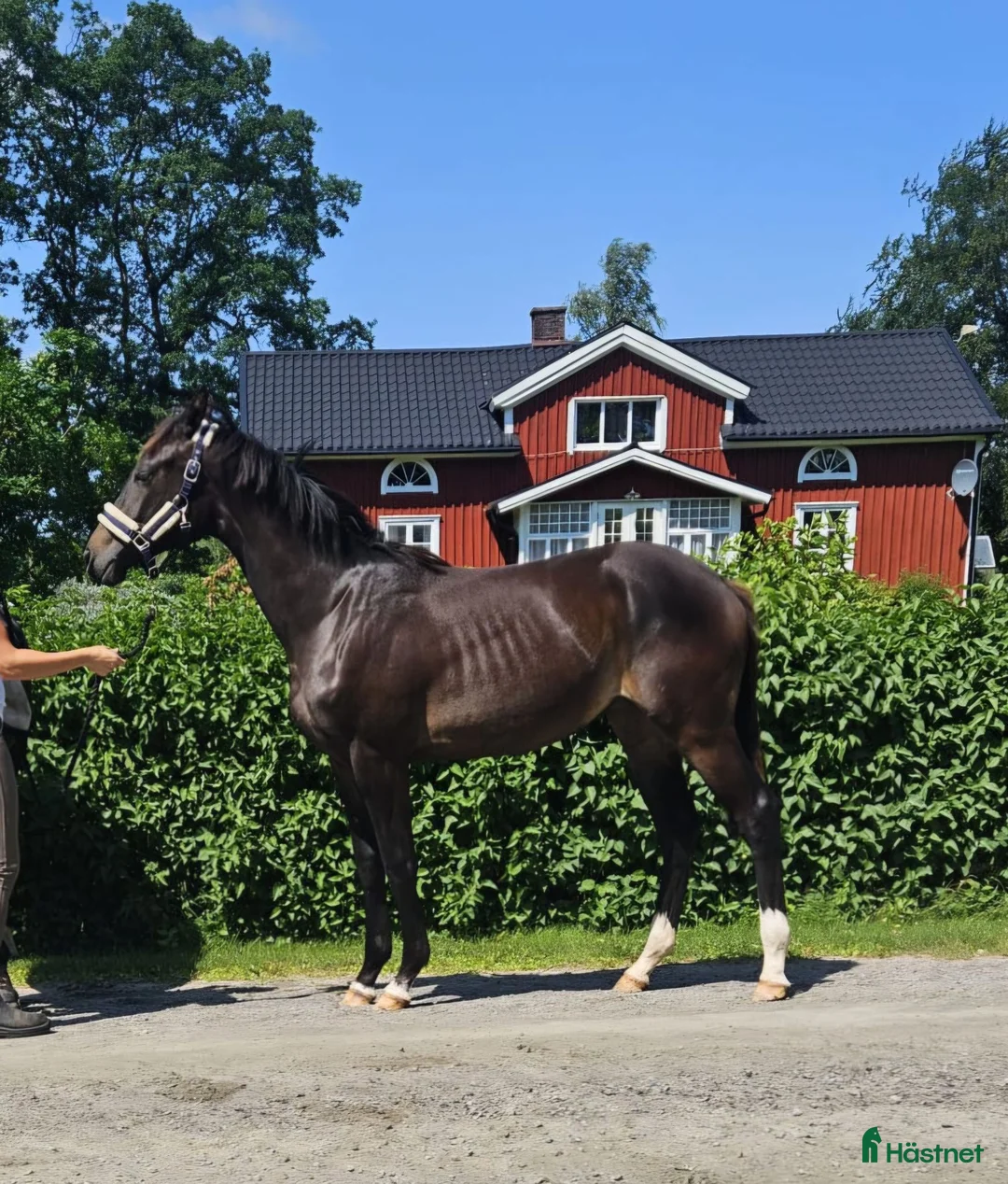 Dressyr hästar till salu: Trygg 1åring med stort hjärta  - Annons 1