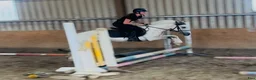 Allround hästar till salu: Ride & Drive gelding  - Annons 10