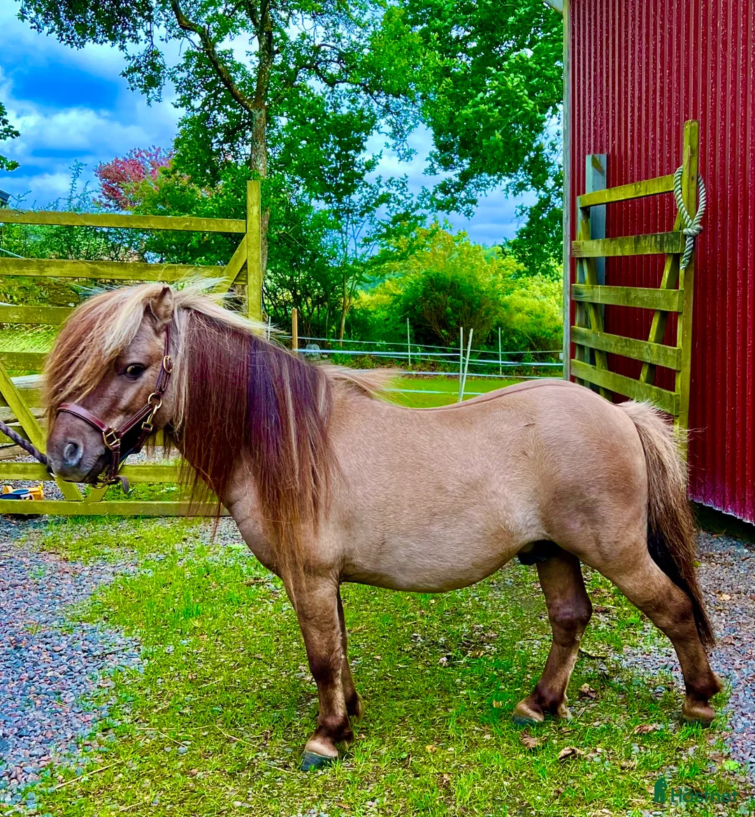 Allround hästar till salu: Viking af Löstorp och Loke  - Annons 3