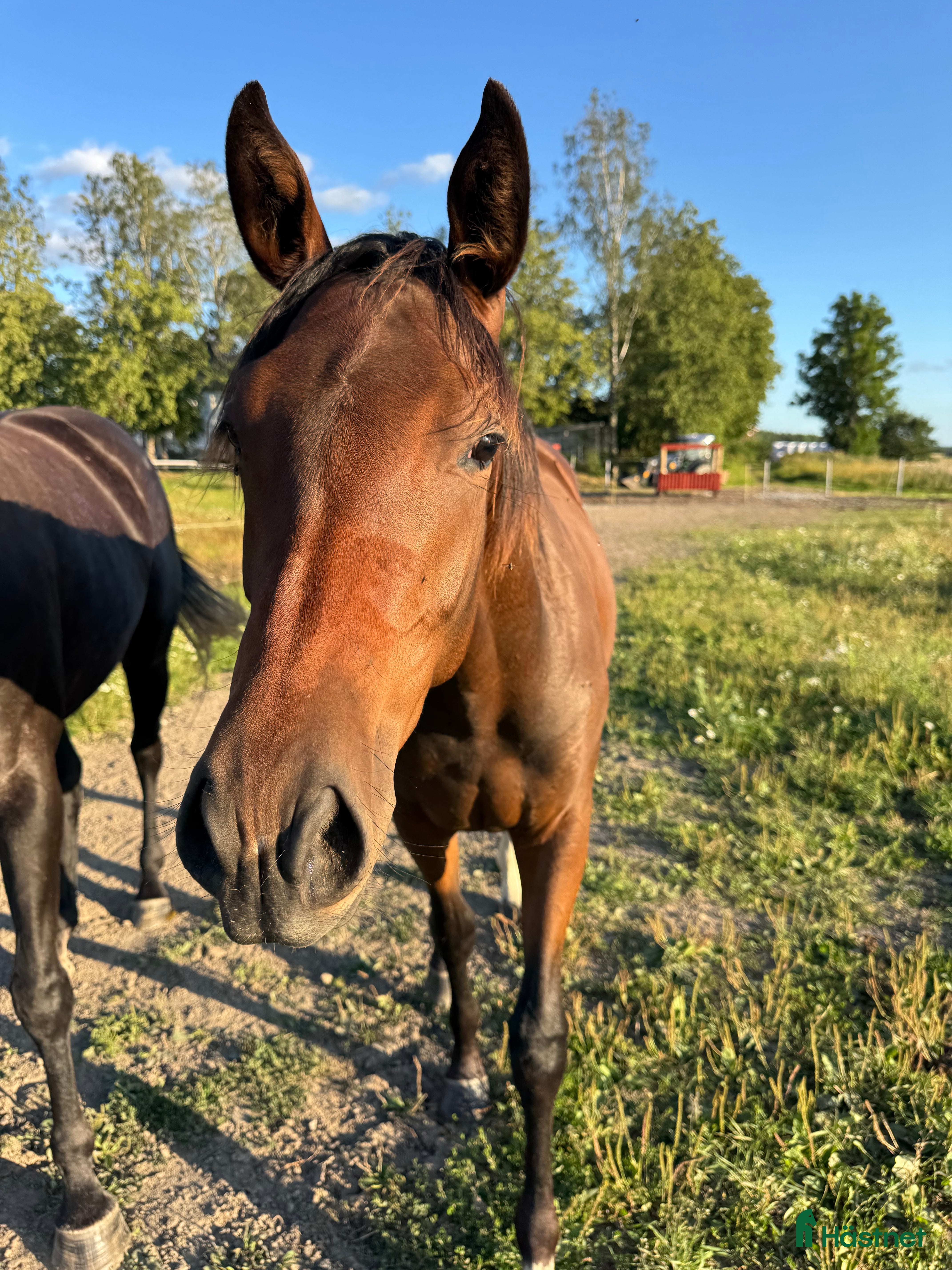  hästar Sportigt sto 1 år e. Diero Lux i Ransta - Annons 16