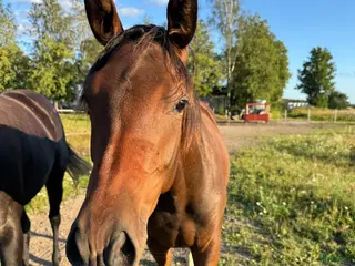 Hoppning hästar till salu: Sportigt sto 2 år e. Diero Lux - Annons 2