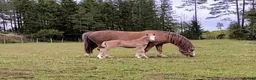 Allround hästar till salu: Welsh mountain sto - Annons 8