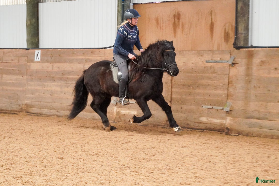 Island hästar till salu: Trevlig, mycket ridbar unghäst i Vessigebro - Annons 5