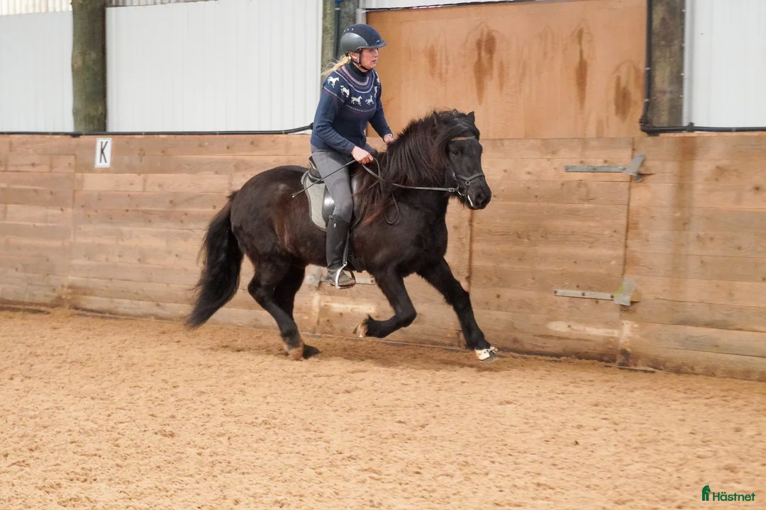 Island hästar till salu: Trevlig, mycket ridbar unghäst i Vessigebro - Annons 5