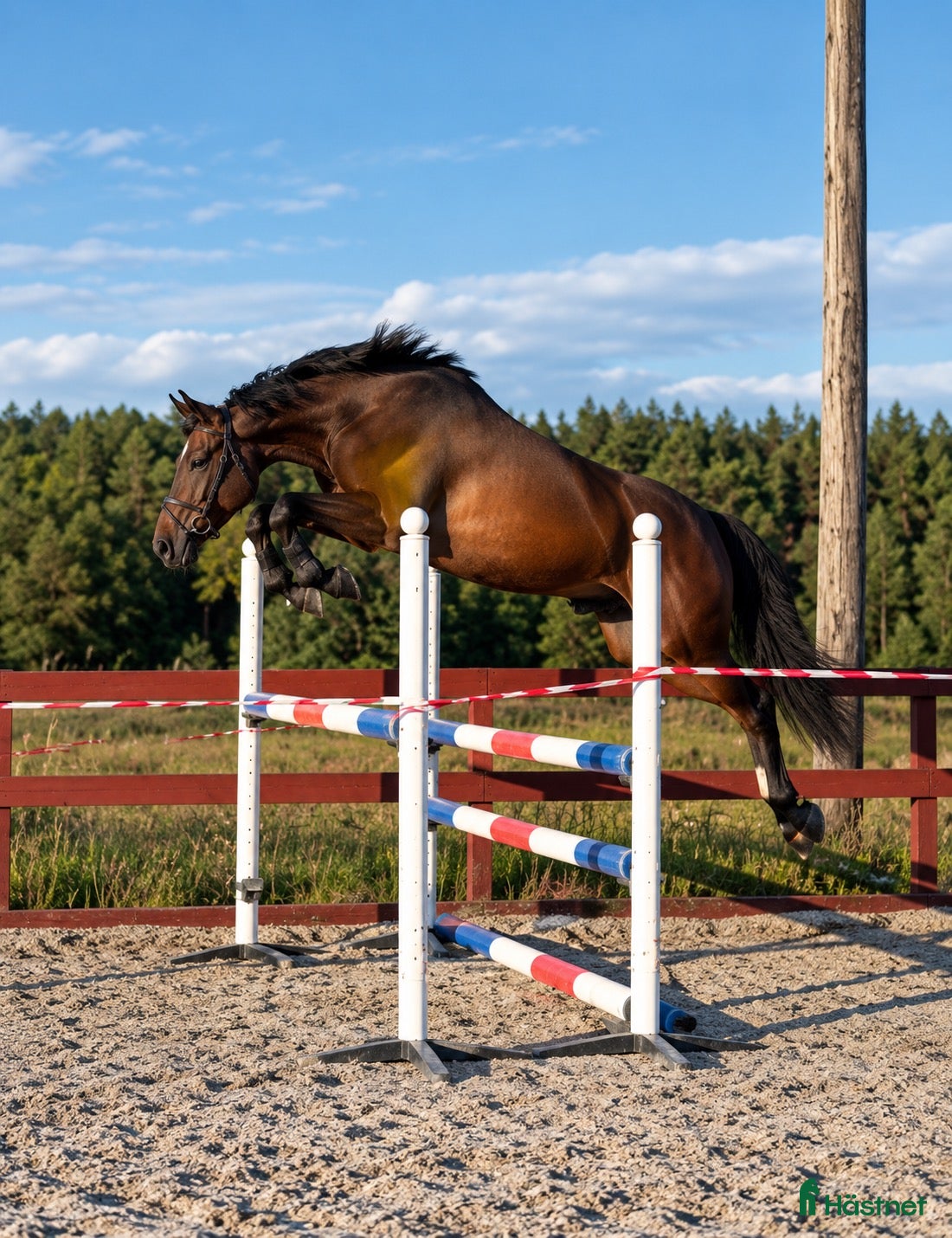  hästar 3 årig valack Bengt Nabab-Cardento - Annons 18