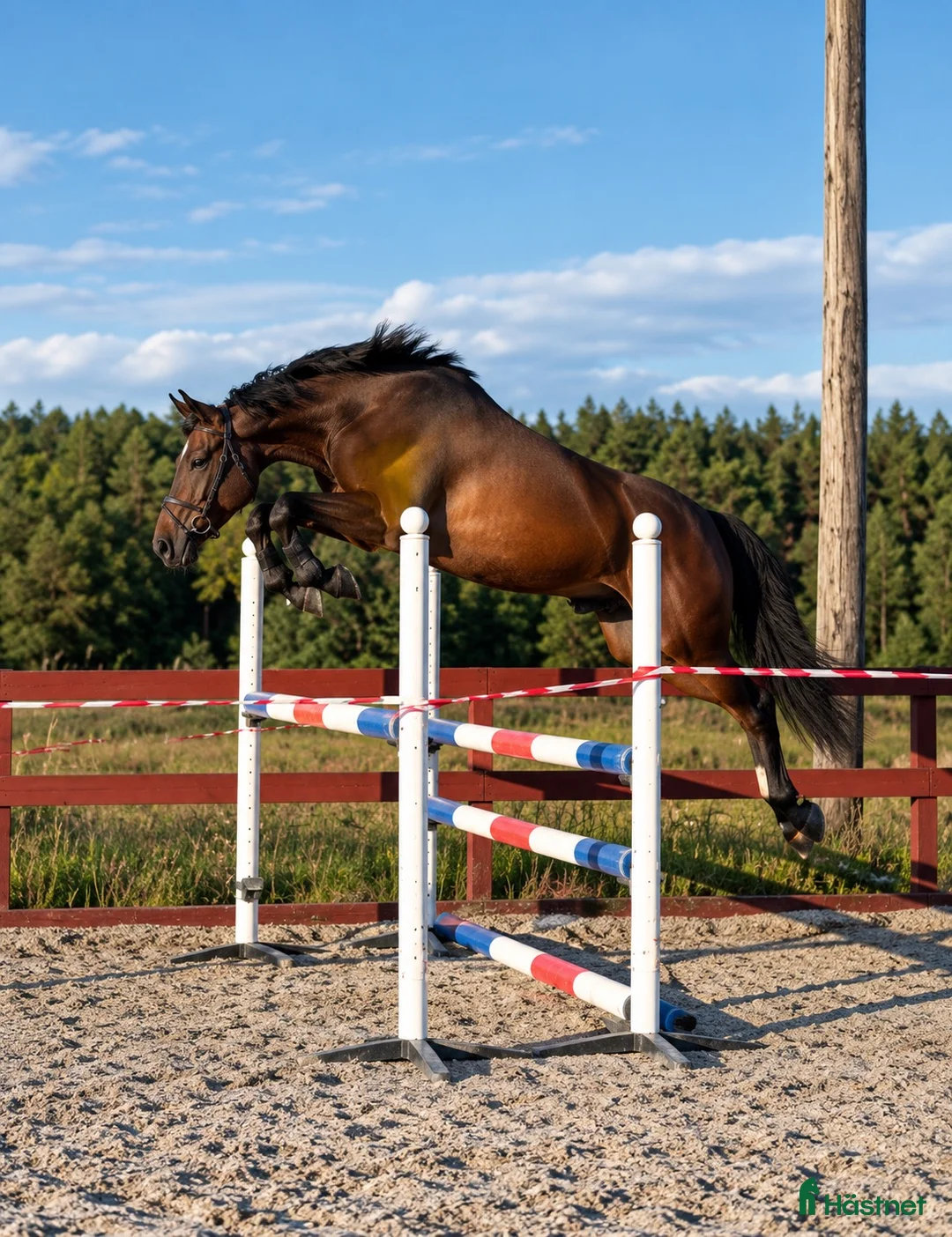 Hoppning hästar till salu: 3 årig valack Bengt Nabab-Cardento - Annons 1