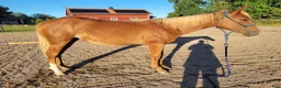 Western hästar till salu: Elegant Paintsto med framtid för Pleasure & Hunter - Annons 6