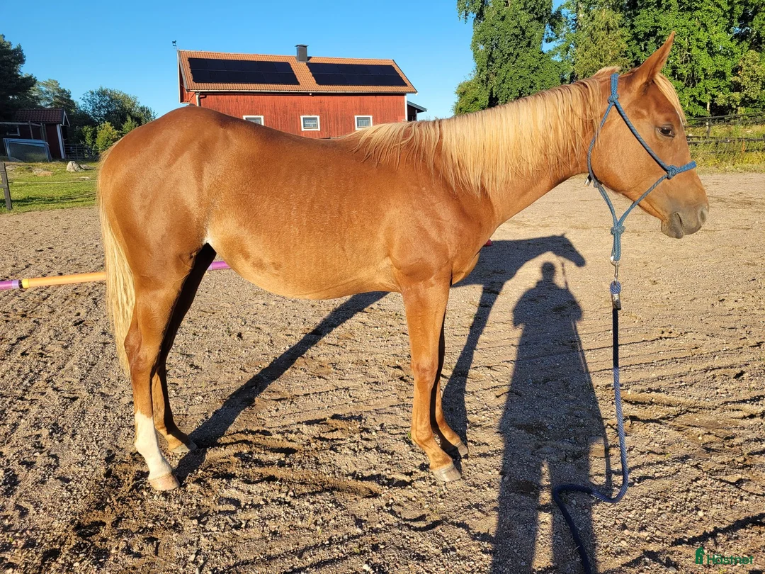 Western hästar till salu: Elegant Paintsto med framtid för Pleasure & Hunter - Annons 6