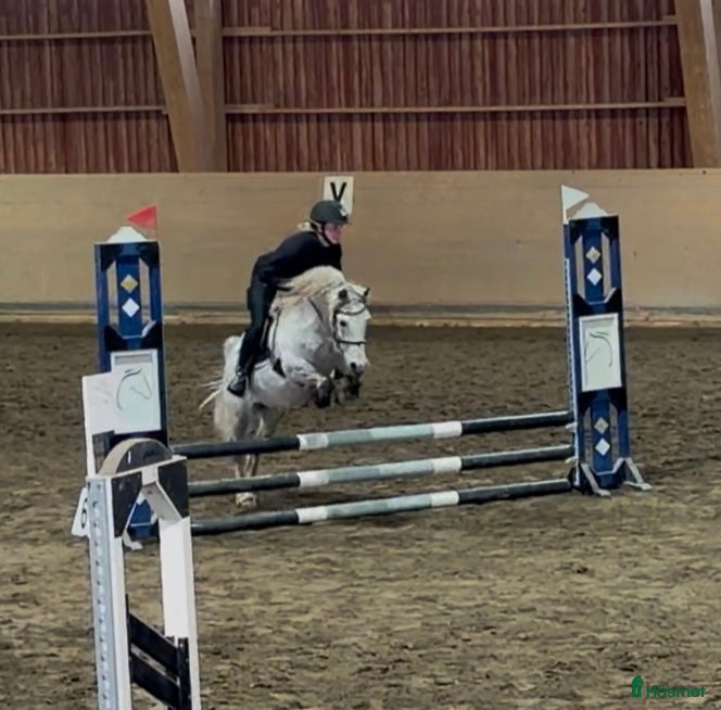  hästar Sportig B-ponny  - Annons 2