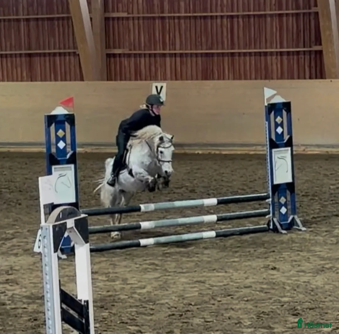 Allround hästar till salu: Sportig B-ponny  - Annons 2