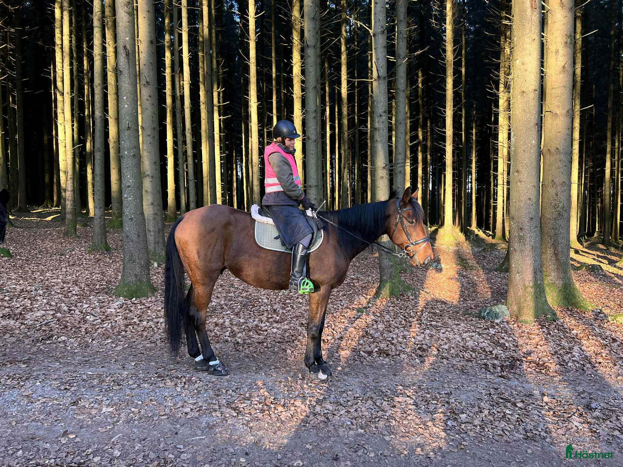  hästar Global Empire val 6år  - Annons 5