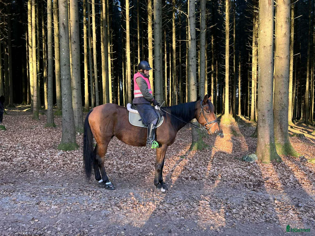 Allround hästar till salu: Global Empire val 6år  - Annons 1