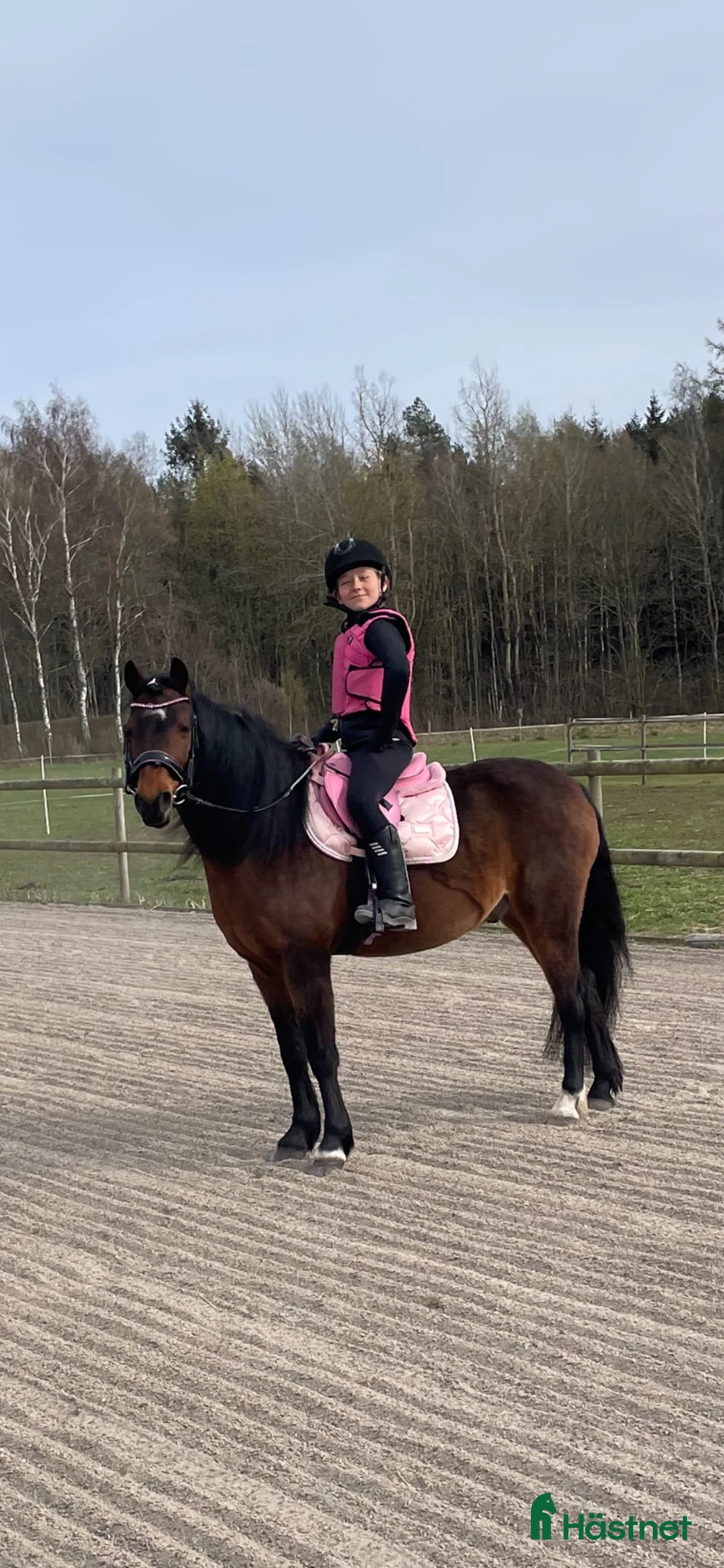 Allround hästar till salu: Boy söker sitt nya hem - Annons 2