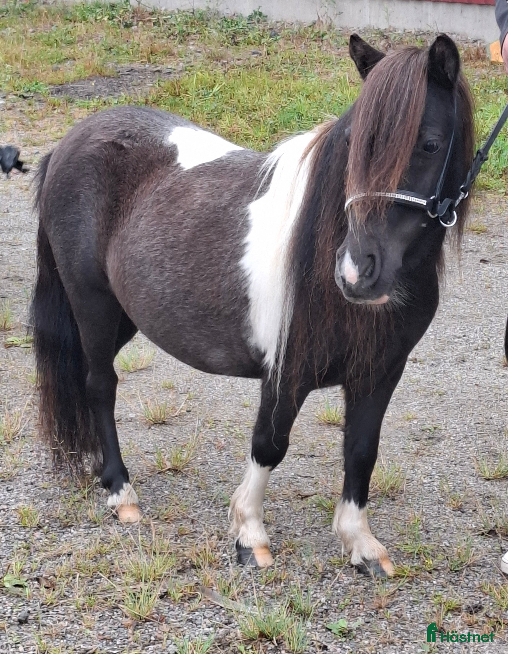  hästar Ministo,LITEN!!  premierad,utställd  - Annons 6