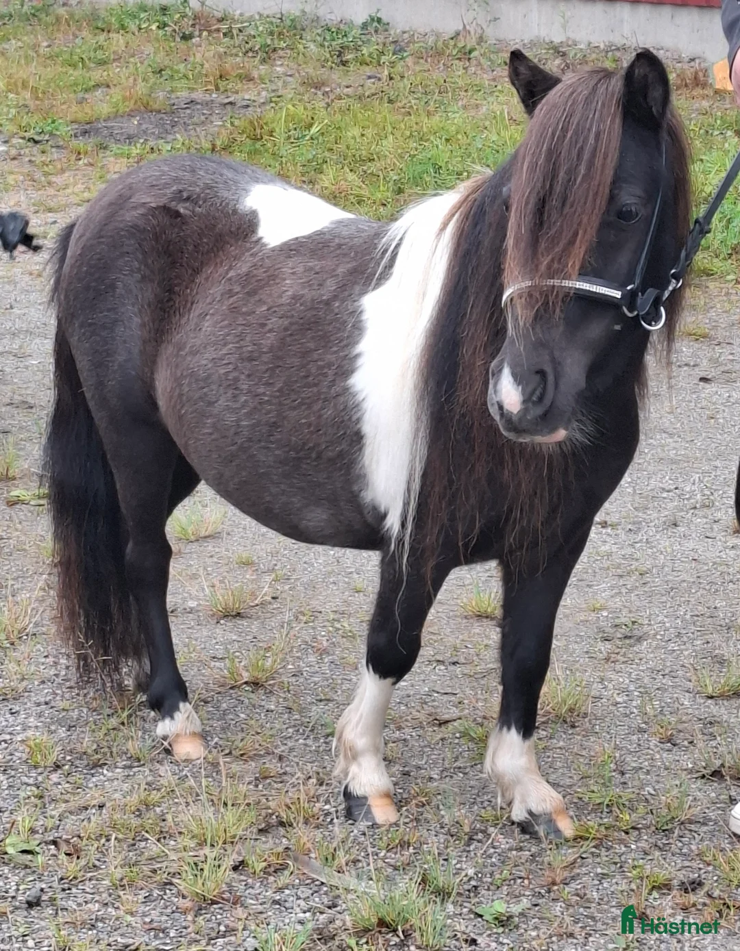 Allround hästar till salu: Ministo,LITEN!!  premierad,utställd  - Annons 1