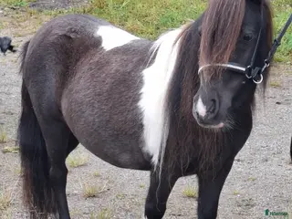 hästar Ministo,LITEN!! premierad,utställd - Annons 6