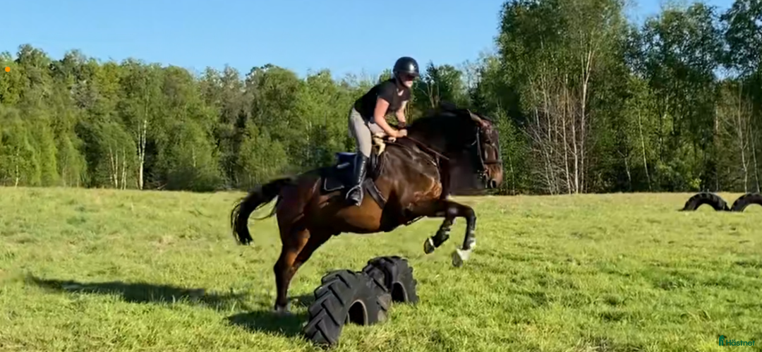 Allround hästar till salu: Trevlig SWB-valack i Perstorp - Annons 7