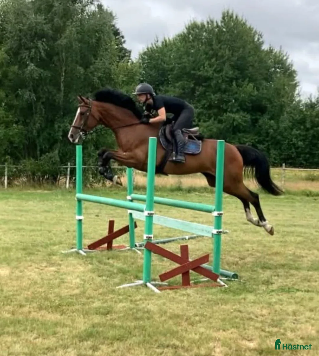 Hoppning hästar till salu: 7 årigt Fölsto! - Annons 1
