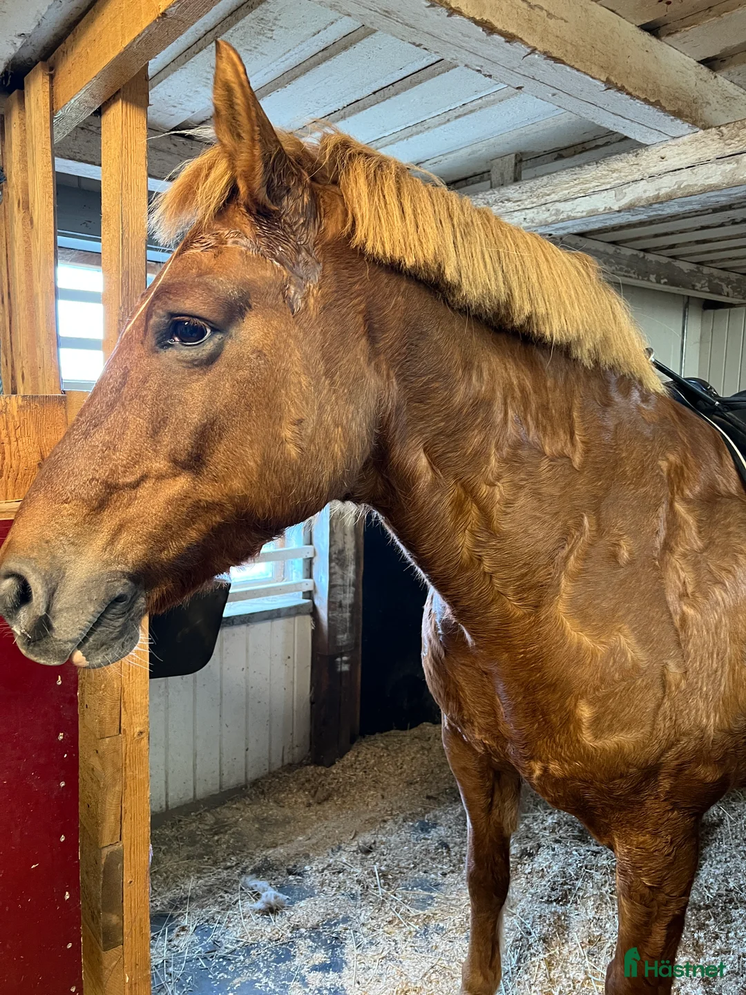Allround hästar till salu: Bästavän för livet  i Bollnäs - Annons 2