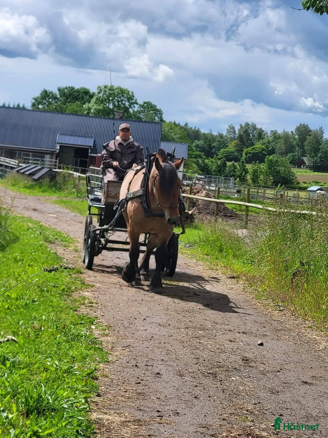 Allround hästar till salu: Ardenner mare i Brösarp - Annons 5