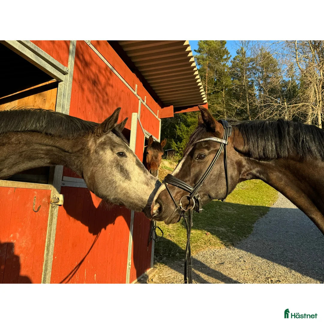  stallplats finnes: Stallplats Norra Sorunda  - Annons 2