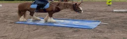 Allround hästar till salu: Trygg cob kille - Annons 7