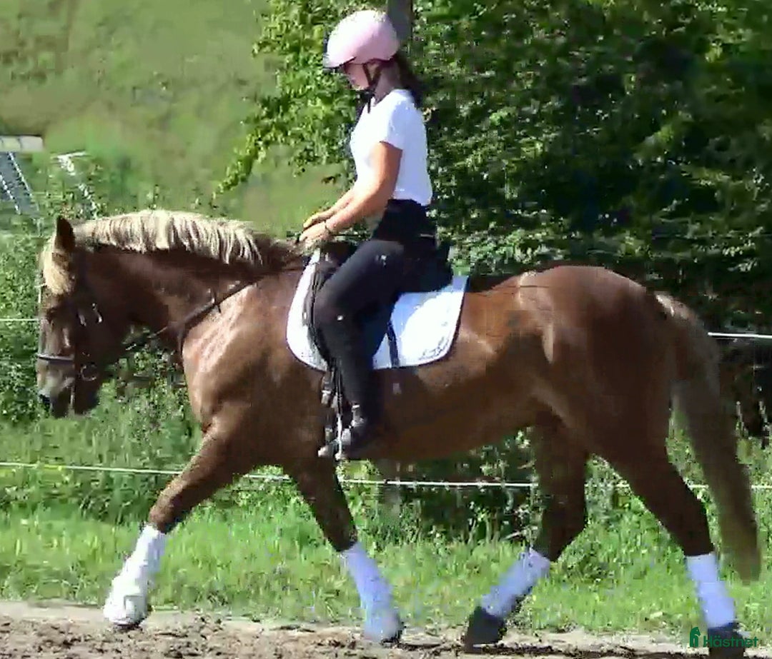 Allround hästar till salu: The best Mother & Daughter horse, dressage/jumping i Örsundsbro - Annons 17