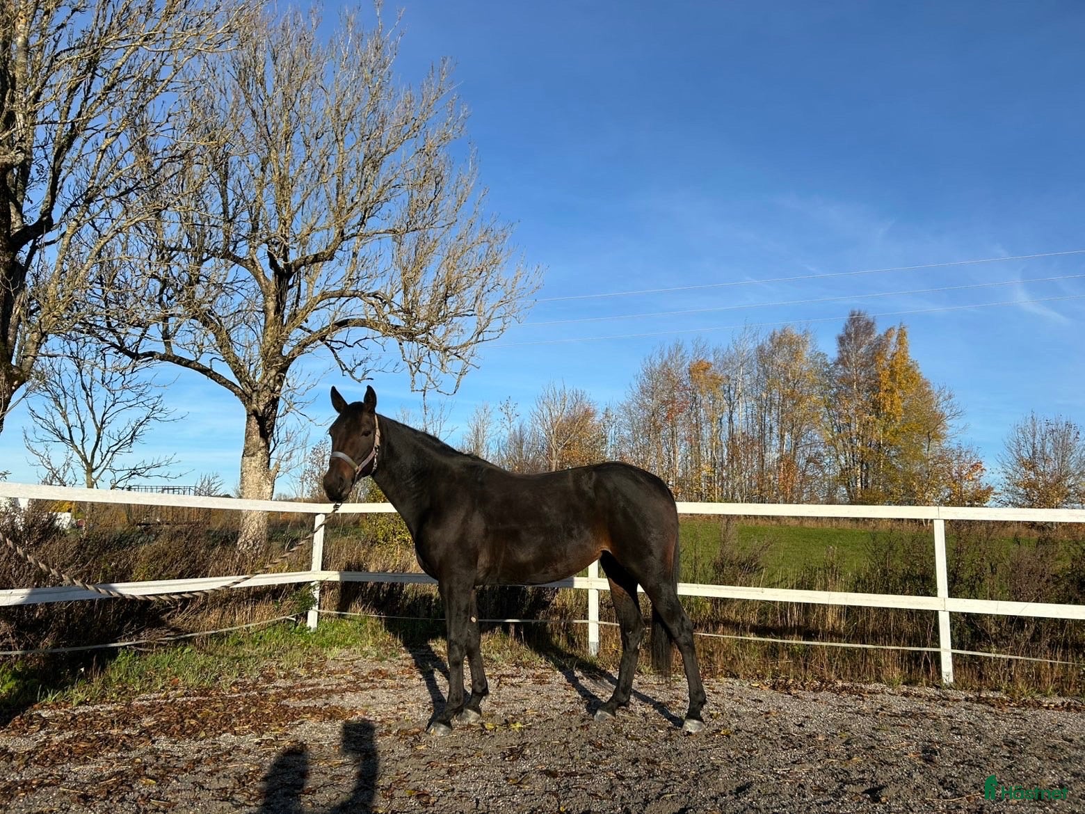  hästar till salu: Izzy söker nytt hem🌸 - Annons 14