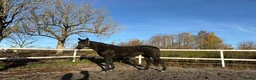 Allround hästar till salu: Izzy söker nytt hem🌸 i Vintrosa - Annons 1