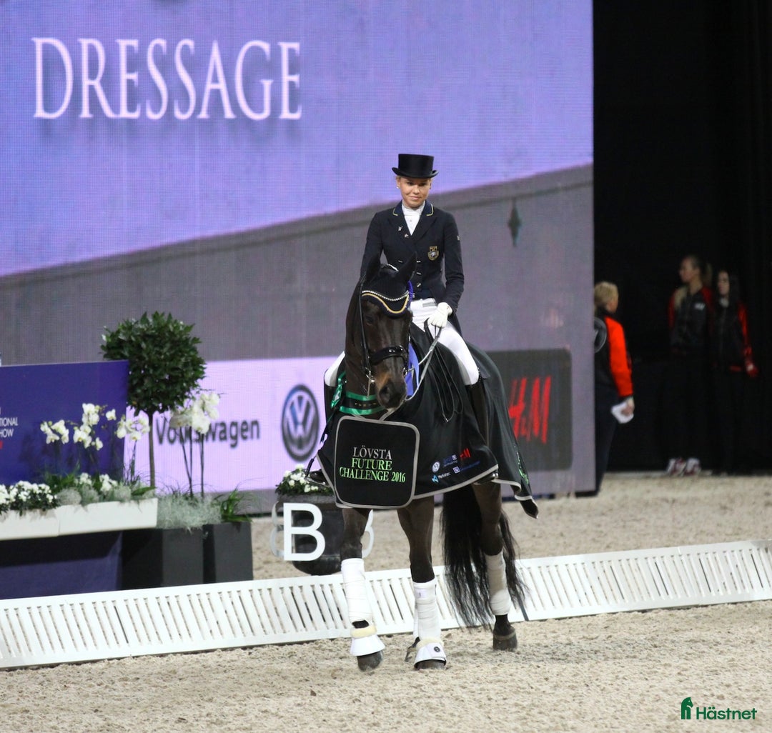  hästservice finnes: Plats för tränings- eller försäljningshäst - Annons 3