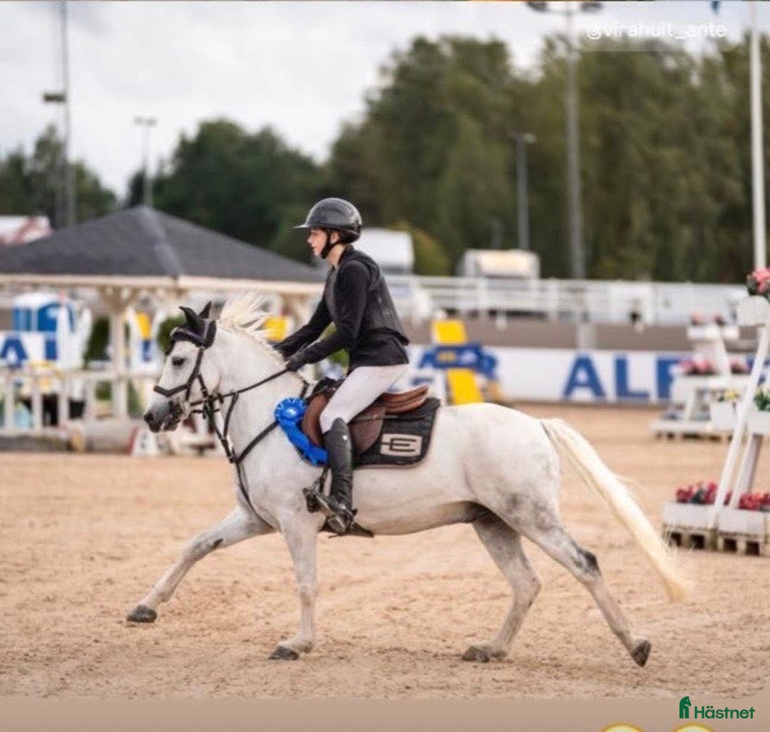 Hoppning hästar till salu: Härlig ponny OBS! Nytt pris. i Filipstad - Annons 3