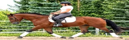 Allround hästar till salu: Top Silesian Model-movement and quality  - Annons 4