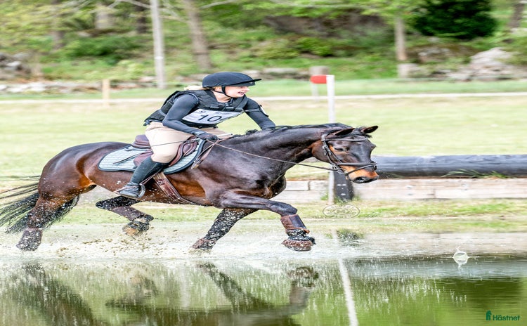  hästar i Nättraby - Annons 5
