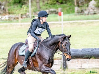 hästar Supersnäll och trevlig valack! i Nättraby - Annons 3