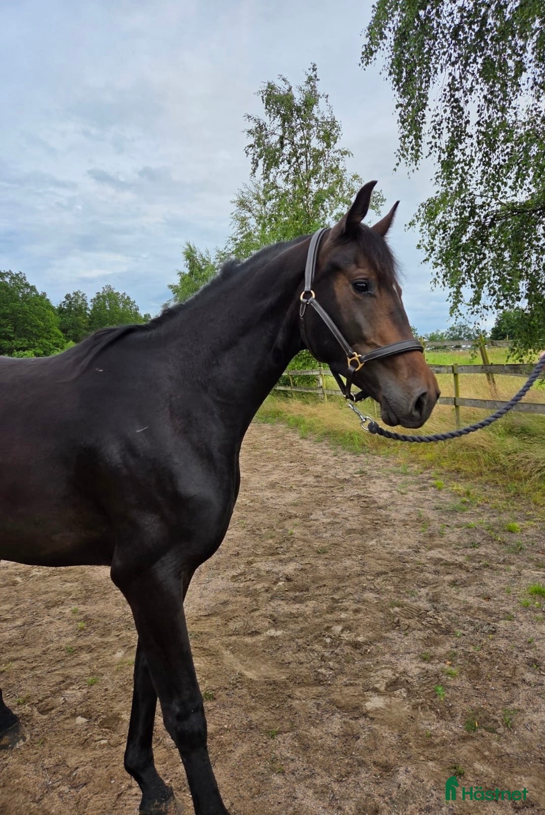 Dressyr hästar till salu: Amy letar det perfekta hemmet i Perstorp - Bild 3