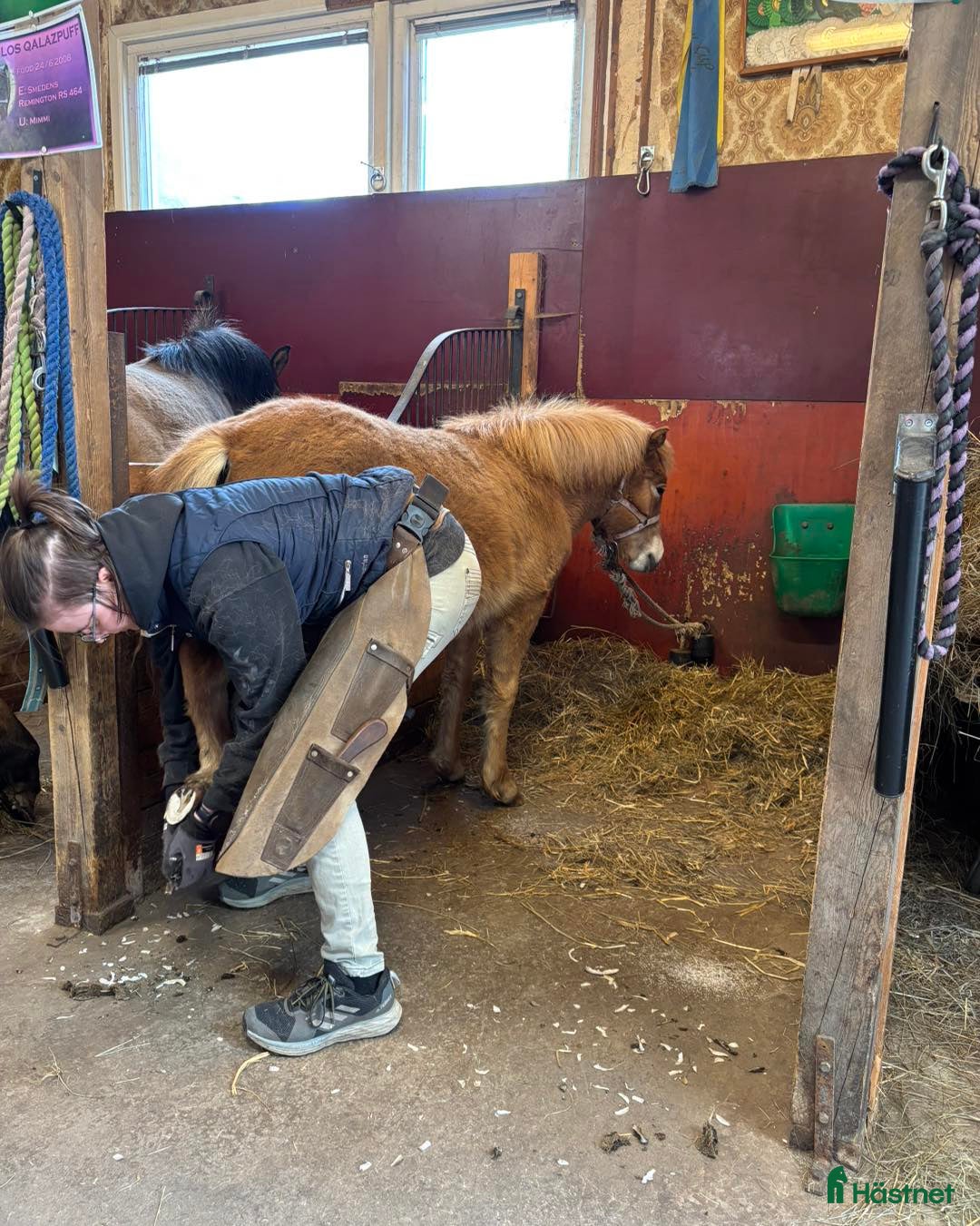 Allround hästar till salu: Tufft sto med potential i Svensbyn - Annons 5