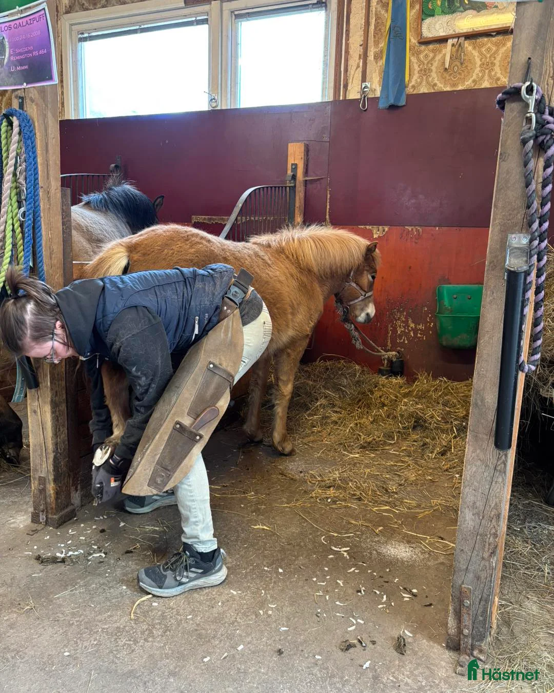 Allround hästar till salu: Tufft sto med potential i Svensbyn - Annons 5