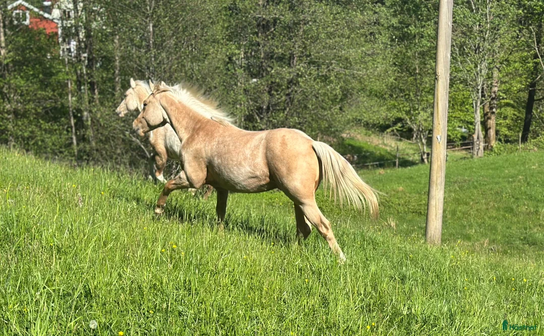 Western hästar till salu: Blivande bästa vän - Annons 5