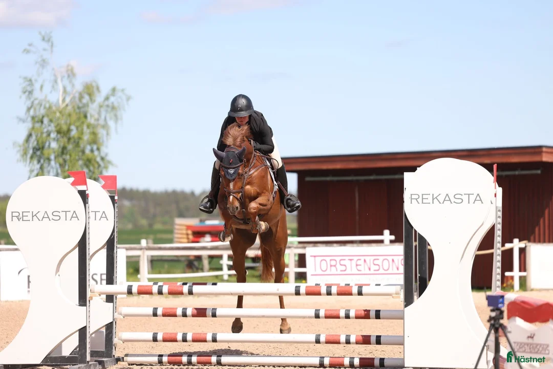  hästservice finnes: Plats för utbildningshäst eller rehab. i Häggeby - Annons 6